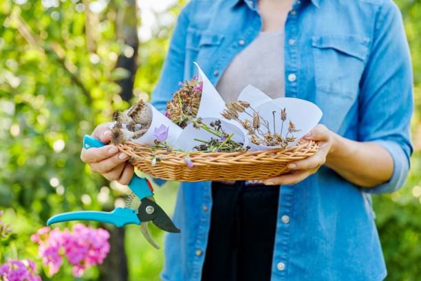 primer plano de la cesta con semillas recién florecidas en manos de la mujer en el jardín de verano - flowerseeds fotografías e imágenes de stock