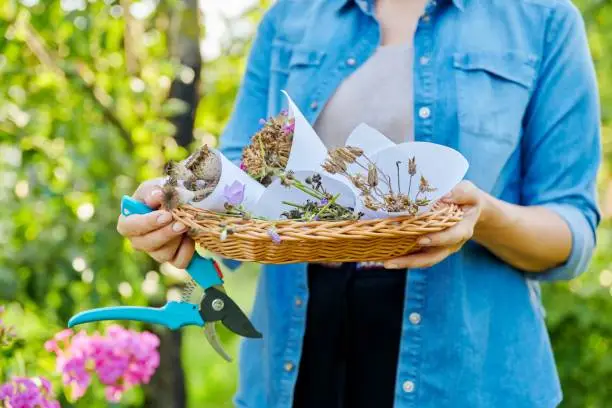 Close-up of basket with freshly picked flower seeds in hands of woman in summer garden. Dry seeds of carnation, poppy, aquilegia, bell. Hobbies and leisure, gardening, summer season, biology, nature