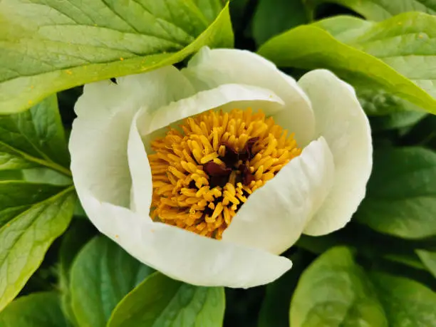 Wittmann's peony (lat.Paeonia wittmanniana Hortwiss. ex. Lindt) white with an orange middle with red flecks in the botanical Garden of St. Petersburg.