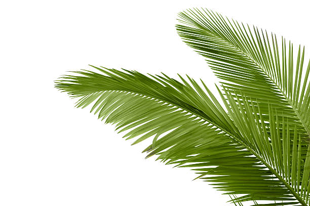 istock Leaves of palm tree 136168719