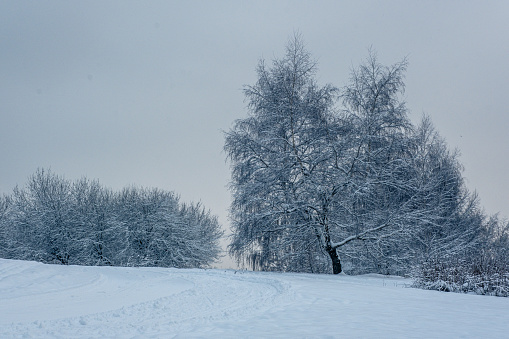 Magical winter in the park. Beautiful sky and white snow. High quality photo