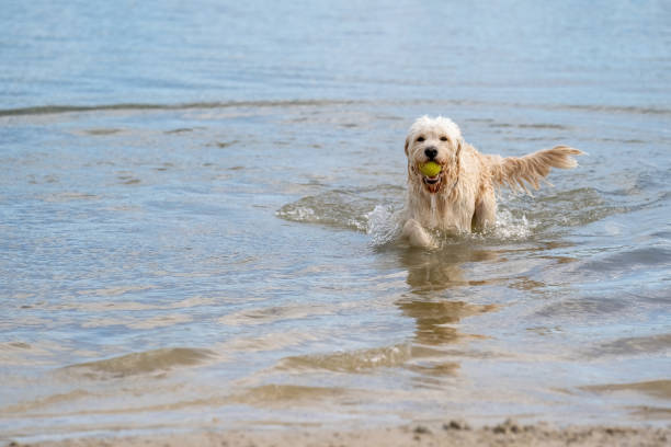 labradoodle dog runs out of the water with a yellow ball in its mouth. white curly dog has one paw above the water. water droplets leak from its beak and tail - dog tail shaking retriever imagens e fotografias de stock