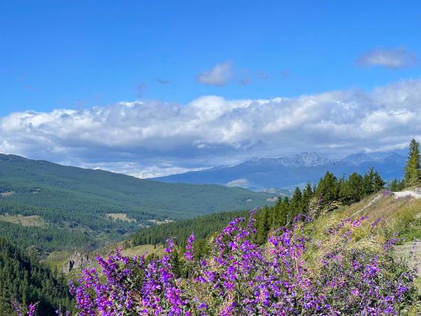 istock Blooming field in a valley in mountain Altai 1361690610