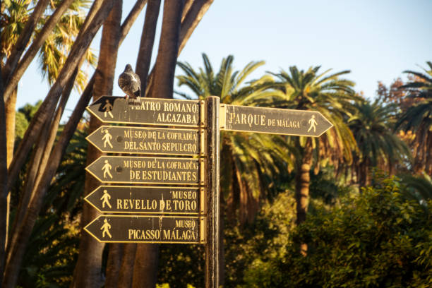 Dove sitting on sign A dove sitting on a sign guiding towards sights in Malaga City (Spain). The back of the bird points towards the perspector. The scenery is in a sunsetting moode. In the background there are no clouds visible and a park with palm trees is in sight. pigeon meat photos stock pictures, royalty-free photos & images