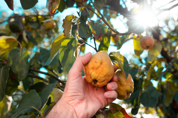 istock Farmer hand picking ripe quince fruit in the orchard 1361691204