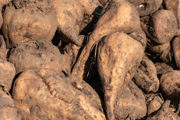 istock Pile of harvested sugar beet root crops in field 1361691207