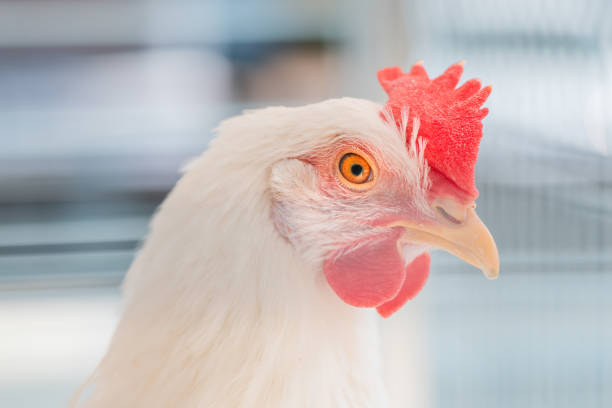 istock Close up of white chicken hen head 1361691208
