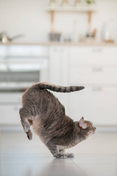 istock Yoga cat. Scottish straight cat 1361691535
