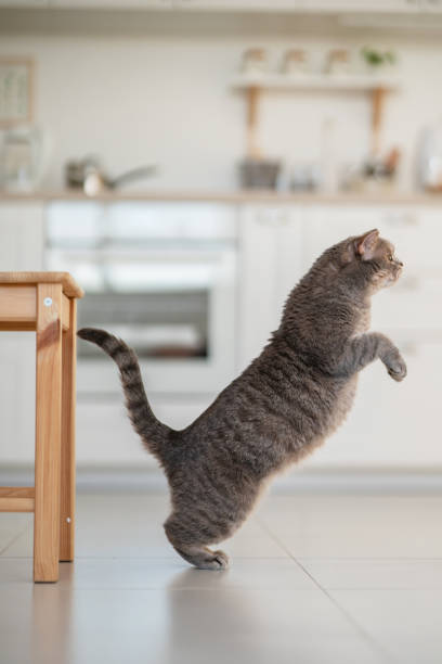 istock Yoga cat. Scottish straight cat 1361691536