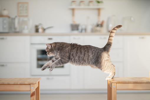 istock at jumping. Scottish straight cat 1361691537