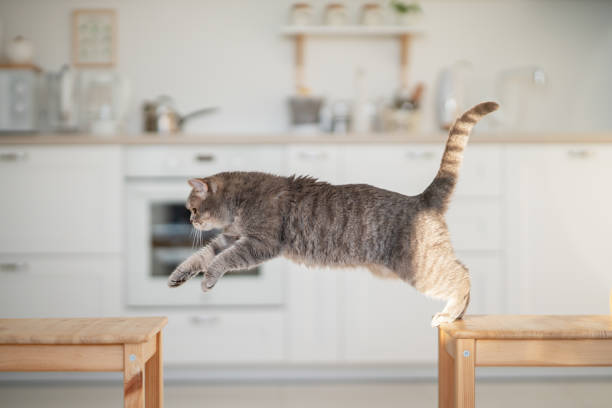 at jumping. Scottish straight cat at jumping. Scottish straight cat in the kitchen cat jumping stock pictures, royalty-free photos & images
