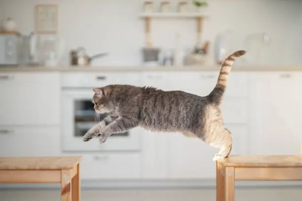 Photo of at jumping. Scottish straight cat