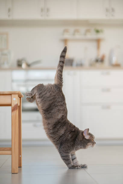 istock Yoga cat. Scottish straight cat 1361691540