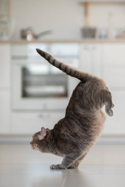 istock Yoga cat. Scottish straight cat 1361691542