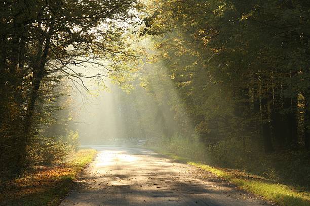 forest road in autumn por la mañana - lane sunlight sunbeam plant fotografías e imágenes de stock