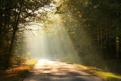 Forest road in autumn morning