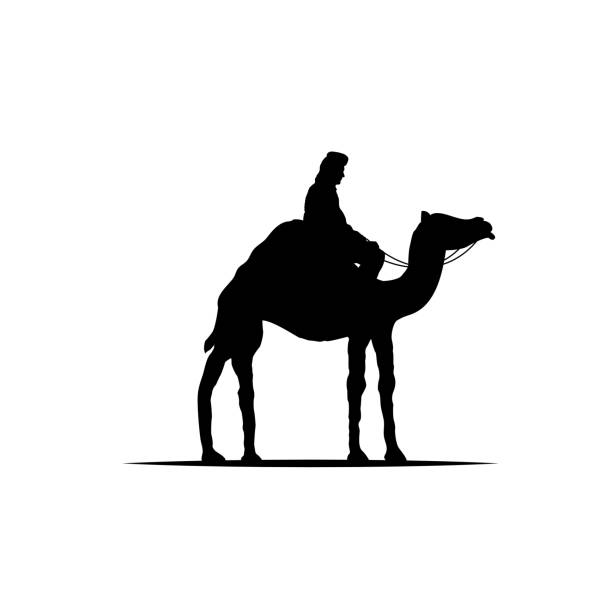 Bedouin on a Camel Silhouette Isolated on White Vector illustration of a nomad on a camel dromedary camel stock illustrations