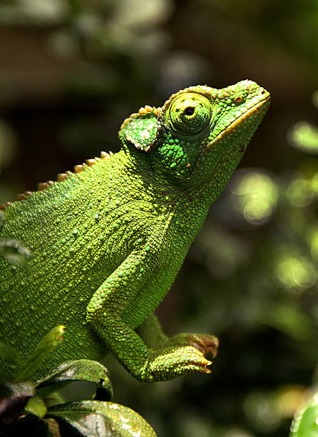 istock Female Jackson's Chameleon (Trioceros jacksonii) perches on a branch 136169458
