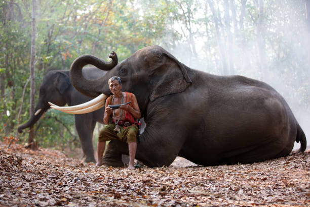 istock Full Length Of Man With Elephant In Forest 1361696651