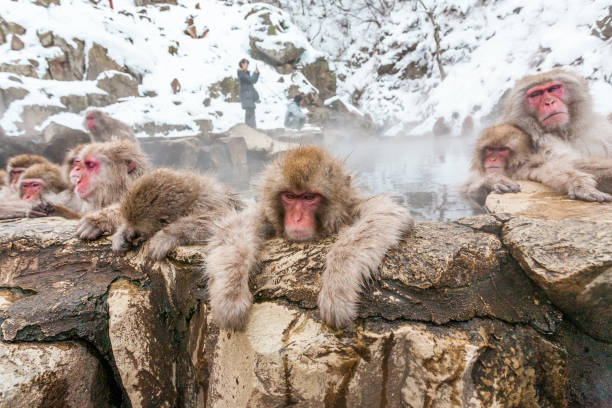istock Group of snow monkeys sleeping in a hot spring, Japan. 1361697864