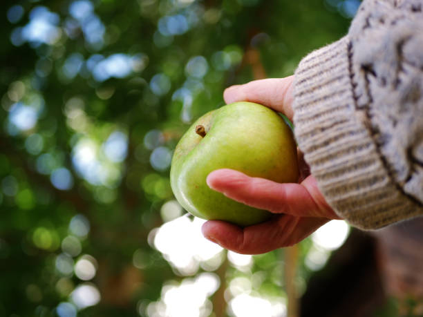 istock Hand holding fresh green apple with bokeh trees background 1361697979