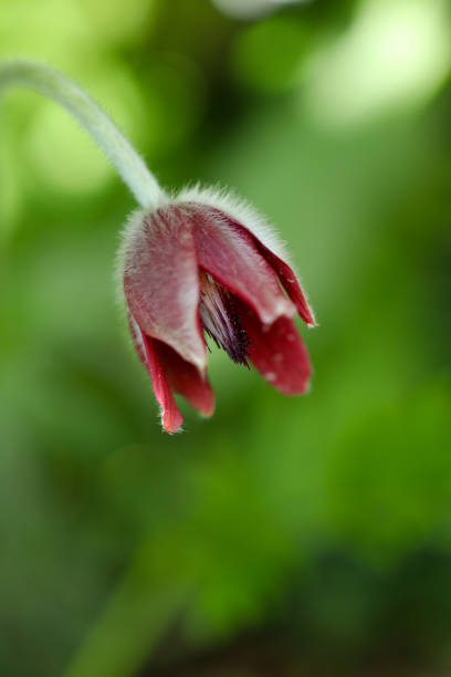 istock Dark wine red Nodding anemone flower 1361700386