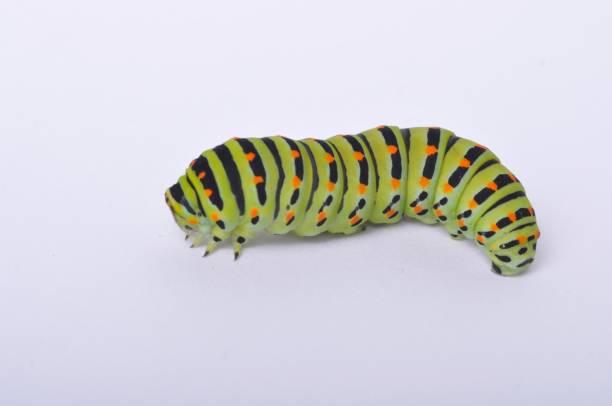 istock Swallowtail caterpillar on a white backgroung 1361700404