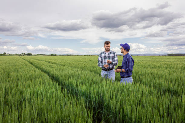 istock Two farmers in green wheat field examining crop. 1361701331