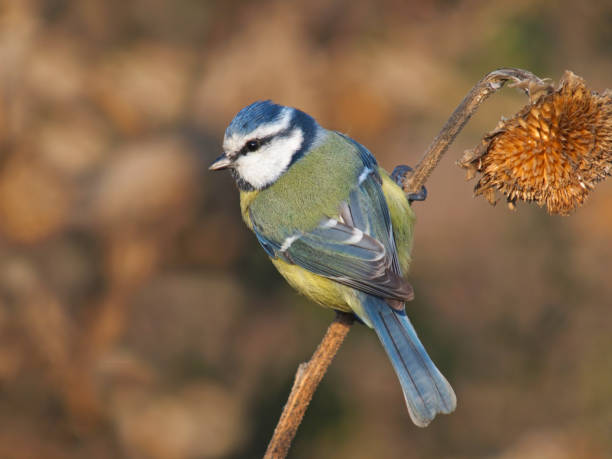 teta azul euroasiática sobre girasol seco - tit fotografías e imágenes de stock