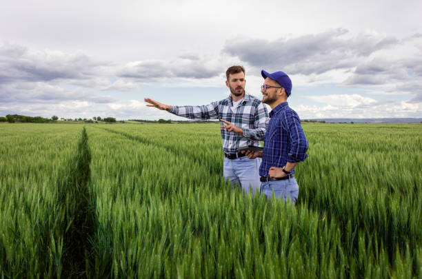 istock Two farmers in green wheat field examining crop. 1361701372