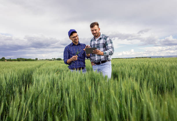 istock Two farmers in green wheat field examining crop. 1361701418