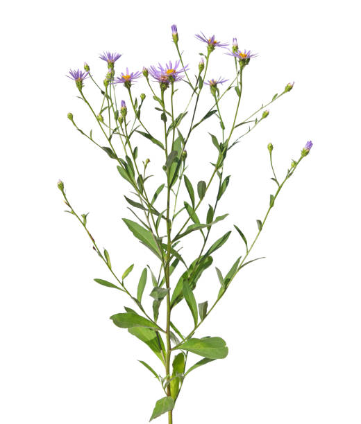 istock Alpine aster plant isolated on white, Aster alpines 1361701433