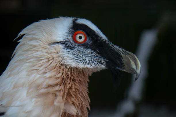 istock Head of bearded vulture 1361702299