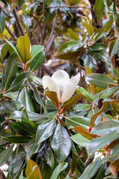 blüte der magnolia grandiflora, der südlichen magnolie - sweet magnolia tree blossom white stock-fotos und bilder
