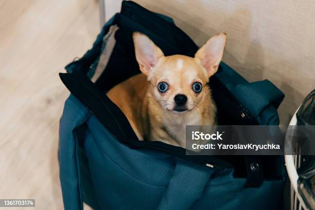 Dog In A Bag Looking At The Camera Stock Photo - Download Image Now - Chihuahua - Dog, Pets, Bag