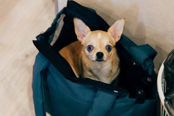 cachorro em um saco olhando para a câmera - chihuahua dog pet carrier puppy - fotografias e filmes do acervo