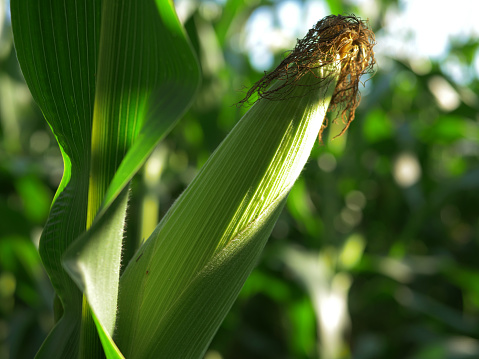 Sweetcorn ripens in summer plantation farmland ready for harvest close up shot