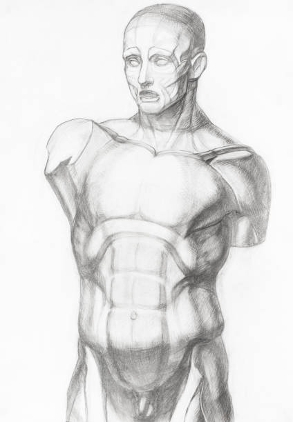 istock sketch of gypsum anatomical ecorche male torso 1361703978