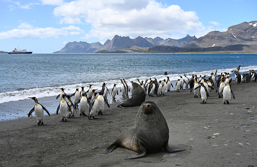 King penguins and fur seals on the beach at Salisbury Plain in South Georgia. Antarctic cruise ship  in the bay