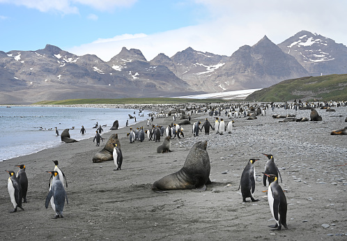 King penguins and fur seals on the beach at Salisbury Plain in South Georgia