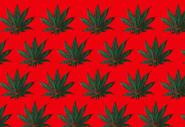 istock Pattern from green hemp leaves on a red background. Cannabis close-up 1361705453