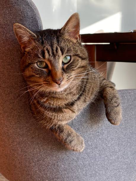istock Domestic tabby cat hanging out 1361705786