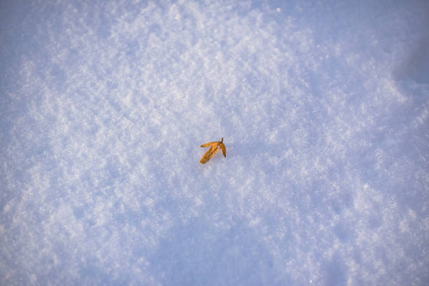 istock Dry leaf in fluffy snow on a sunny day 1361705797
