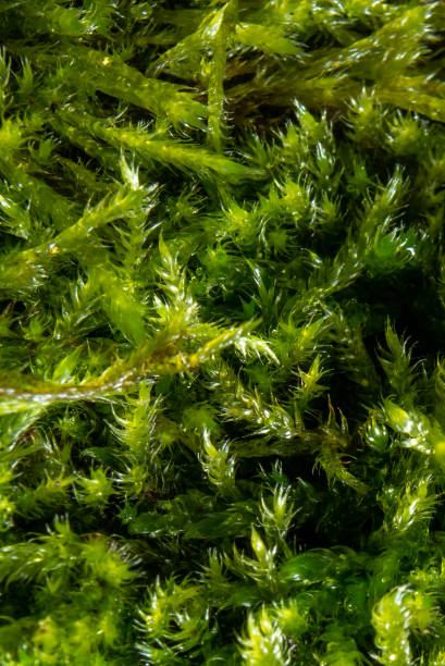 istock Close up of fresh green moss 1361707370
