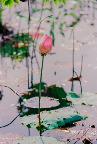 istock Nature photo film: Lotus blooming season. 1361707432