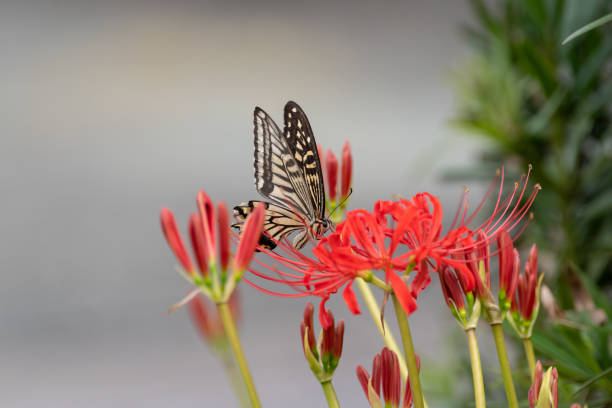 swallowtail butterfly swallowtail butterfly red spider lily stock pictures, royalty-free photos & images