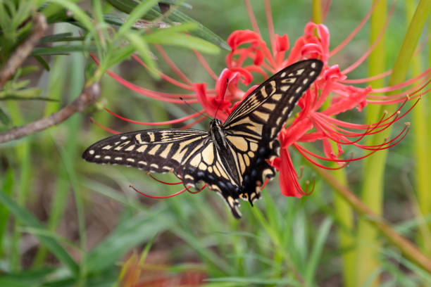 swallowtail butterfly swallowtail butterfly red spider lily stock pictures, royalty-free photos & images