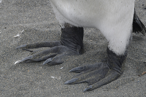 King penguin's feet at St Andrew's Bay on South Georgia island in the remote South Atlantic