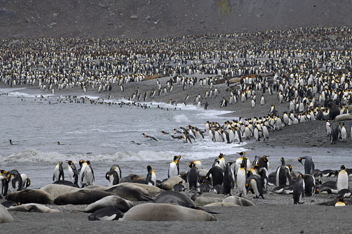 King penguins at St Andrew's Bay on South Georgia island in the remote South Atlantic