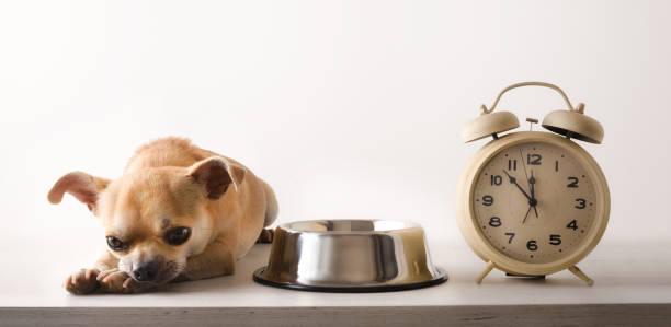 istock Chihuahua waiting bored for lunch next his bowl and clock 1361708593
